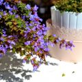 La bella e buona Salvia Officinalis [ Infusi &[...]