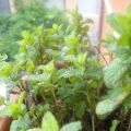 Marmellata Fragole & Menta