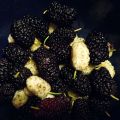 Il magico Gelso/ The Magic Mulberry