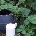 CONFETTURA DI FRAGOLE E RABARBARO metodo FERBER