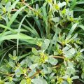 RACCOGLIERE LA PORTULACA