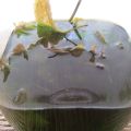 
Liquore alla Menta Piperita .
