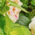 { The beautiful warmth of May }