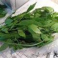 Pesto biologico all'aglio orsino