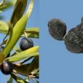 Conserva di olive nere al forno
