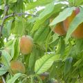 mousse di pesche