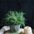 Nidi di agretti al burro con uova