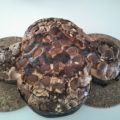 Colomba casalinga