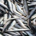 Ictus: aiutiamoci con l'omega 3