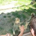 Zoo Safari