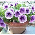 Friday Flowers ...si o leapşa complicata