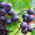 Aronia