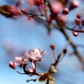 Buona Pasqua
