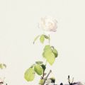 My home : Luce dal cortile