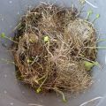 Come coltivare le patate sul terrazzo nel sacco