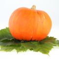 FRITTELLE DI ZUCCA