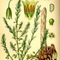 Asparagi allo zafferano