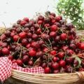 Frutti di stagione: Le Ciliegie