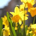Un week end di primavera : Bigoli con l'anatra!