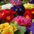 fiori di primavera
