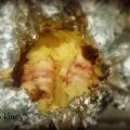 Pollo con camicia e cappotto