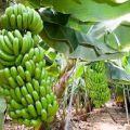 All'orizzonte si scorge..la farina di banane[...]