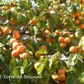 COMPILATION DI MARMELLATE DI ALBICOCCHE