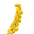 Asparagi   Mimosa