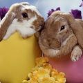 Happy Easter