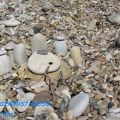 Cozze ripiene