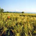 Il frumento: perché e come consumarlo.