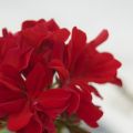 I vari usi dei fiori: Sorbetto al Geranio!
