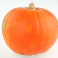 STELLE DI ZUCCA AL PORTO