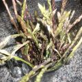 GLI ASPARAGI SELVATICI