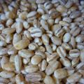 RUBRICA: I CEREALI (QUESTI SCONOSCIUTI):[...]