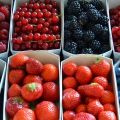 I Frutti di Bosco