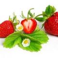 Frutti di stagione:LE FRAGOLE
