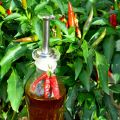 Olio al peperoncino