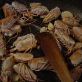 penne con scampi