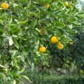 Fine settimana nel sole, nel sale, nell'olio