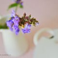La zuppiera delle Rose ... Tra cioccolato e Pan[...]