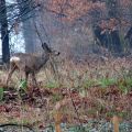 Caccia al Reh