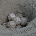 Caretta Caretta, Caterina la tartaruga marina