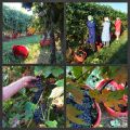 OTTOBRE: TEMPO DI VENDEMMIA E…SUGO D’UVA