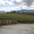 CANTINE APERTE 2013