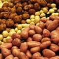 Le patate