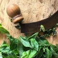 Il basilico. Come conservarlo per l'inverno