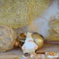 Cestini di brisè al grano saraceno con crema di[...]