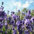 Torta alla lavanda