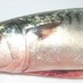 Sgombro marinato
